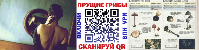 Псилоцибиновые грибы мицелий  Новомичуринск 